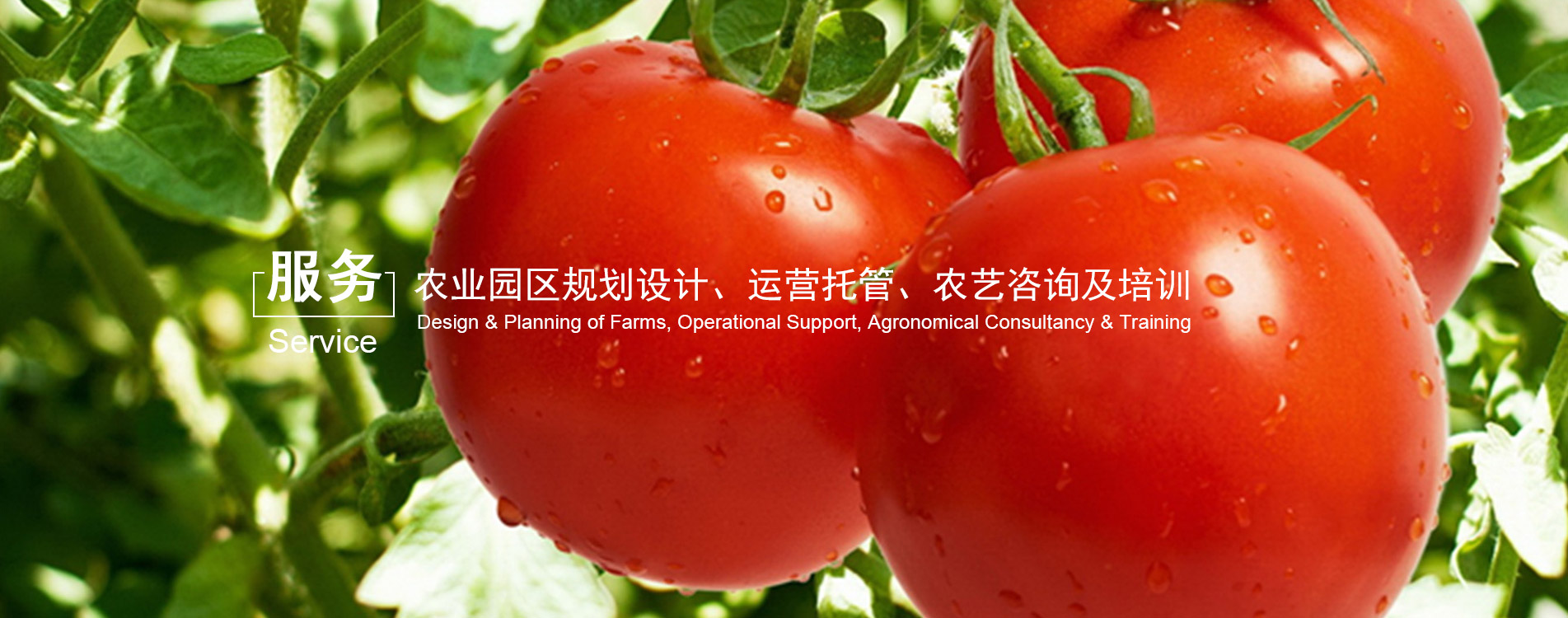 多乐游戏官网首页入口